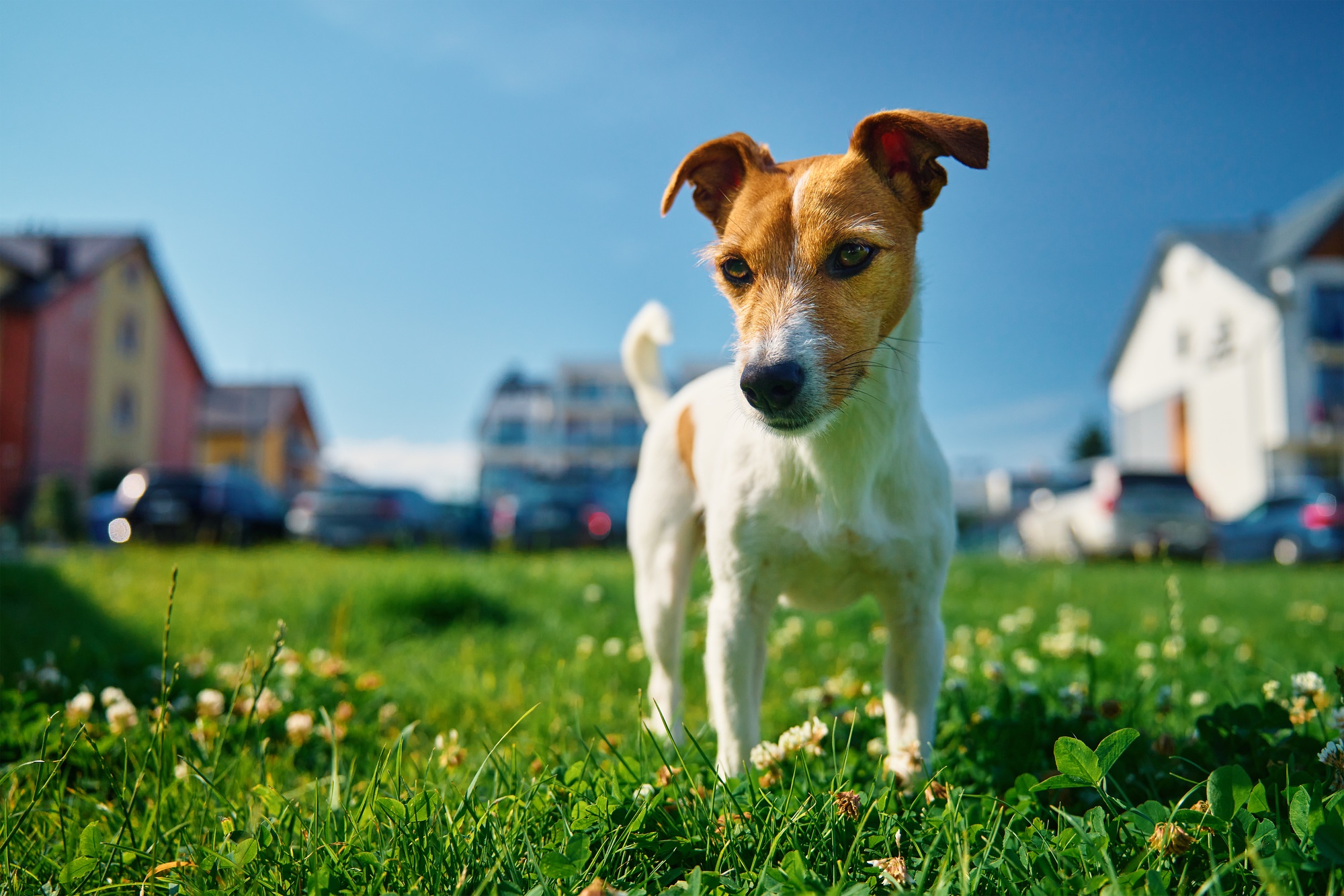 Dog walking on lawn with green grass on summer day
