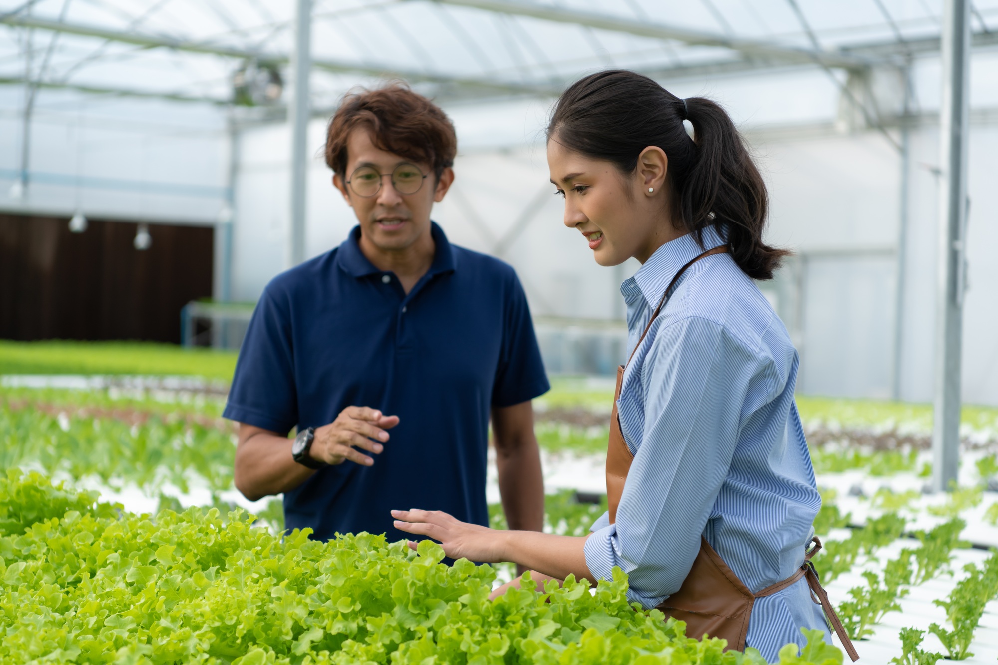 The owner of the organic vegetable garden gives advice to customers