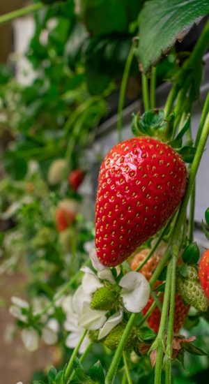 Appetizing strawberries growing in a garden or vertical farm