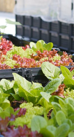Green lettuce farm in roof top garden