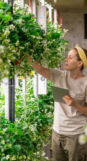 Young female in workwear looking at blooming strawberry seedlings in vertical farm